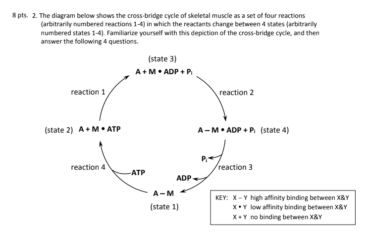 Solved 8 Pts. 2. The Diagram Below Shows The Cross-bridge | Chegg.com