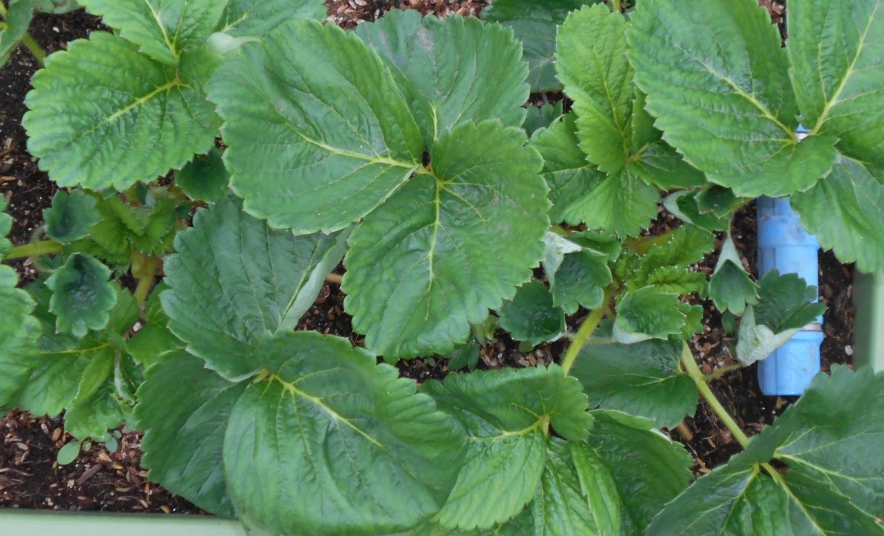 いちご】イチゴの育て方 36【苺】ﾜｯﾁｮｲ無