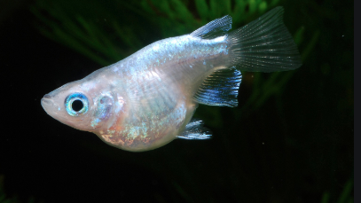 メダカ繁殖者必見 初心者でもできるメダカの産卵方法 月収万の凡人学生 毎日副業ブログ