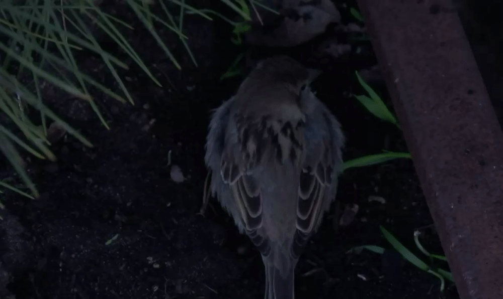 fde9520f115613cd05f7a432bf272992.gif