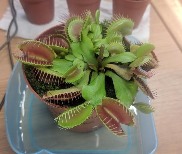 New Fly Trap, Determined To Get It Right! - Flytrapcare Forums