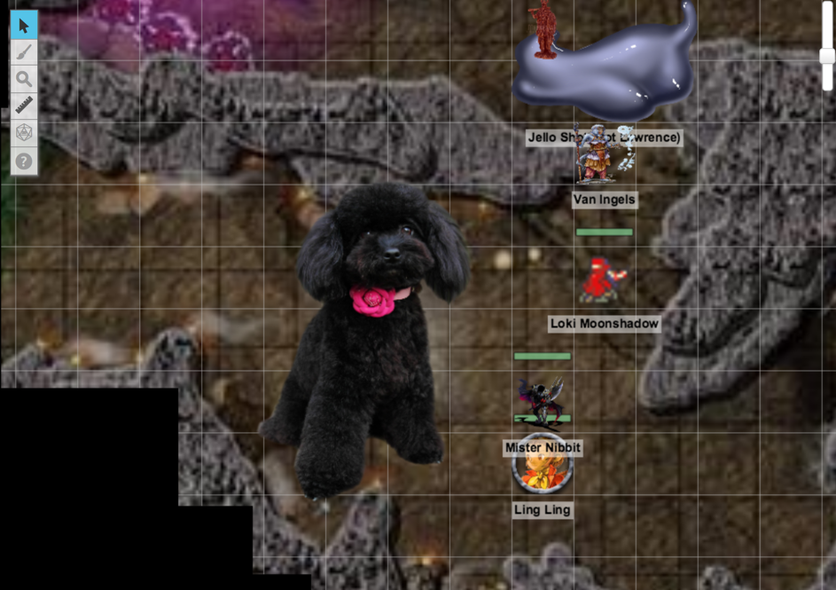 the mysterious black poodle