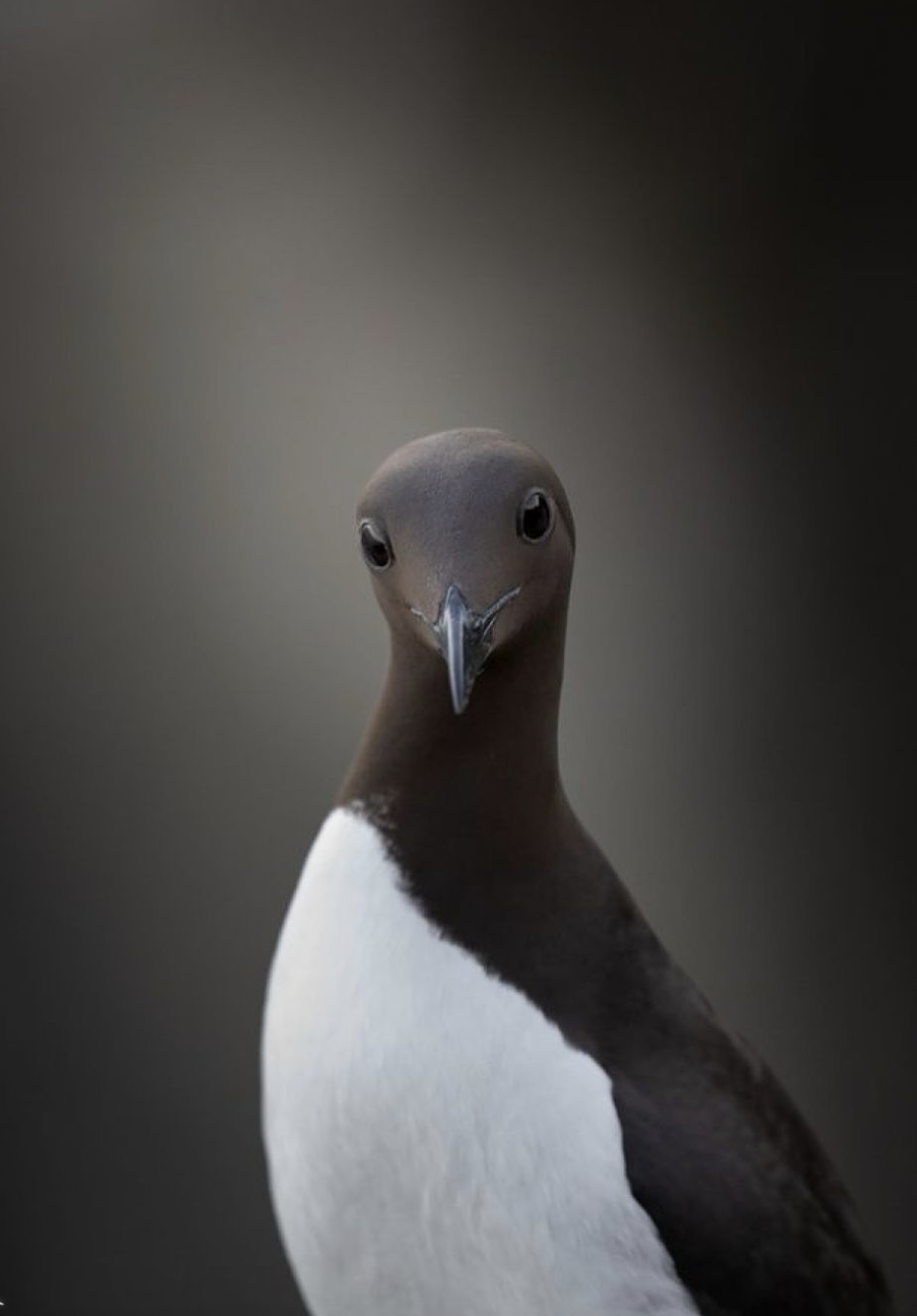 ffad93b213f3a36534b0d50c2a0ec385.png