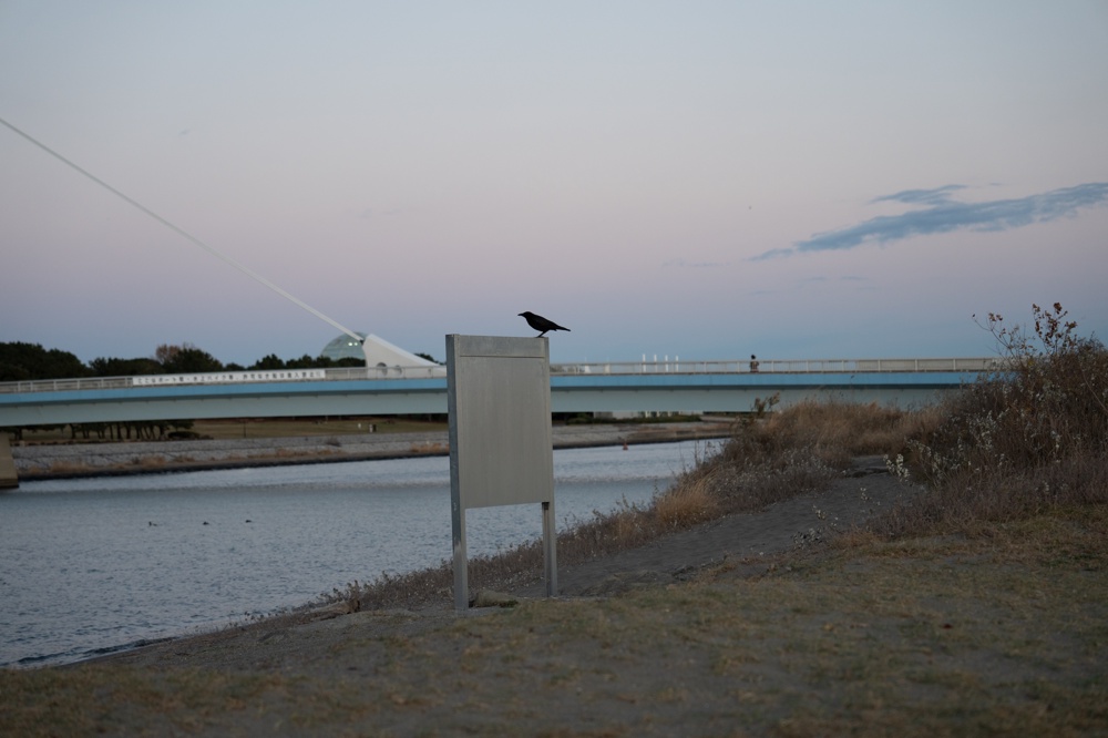 看板にとまるカラス。最近カラスを見ていなかった気がする